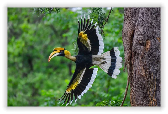இருவாச்சி பறவை