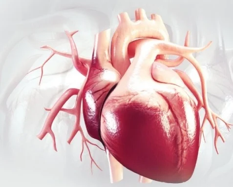 Heart