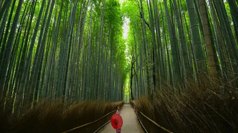 Be Like Chinese Bamboo Tree