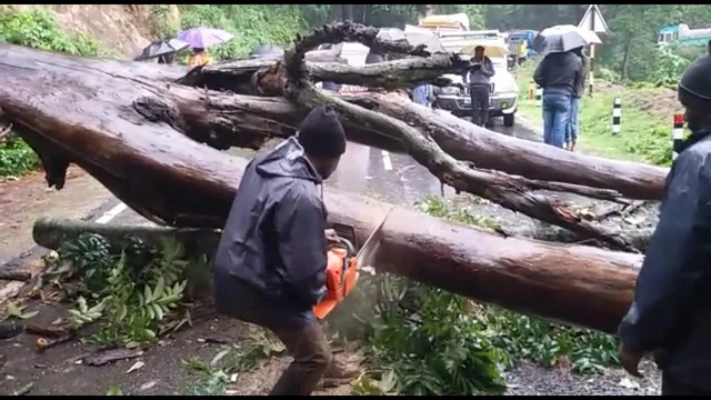 குந்தா சாலையில் விழுந்த ராட்சத மரம்