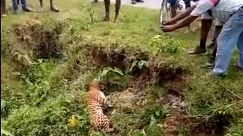 Leopard