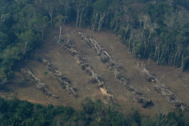Spreading Deforestation