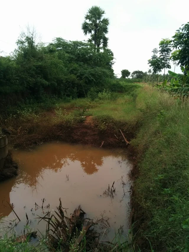மழை நின்று நான்கு நாள்களாகியும் குட்டையில் தேங்கி நிற்கும் நீர்