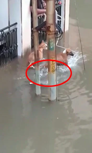 சாலையில் தேங்கிய மழைநீரில் நாயை வேட்டையாட முயன்ற முதலை! #ViralVideo