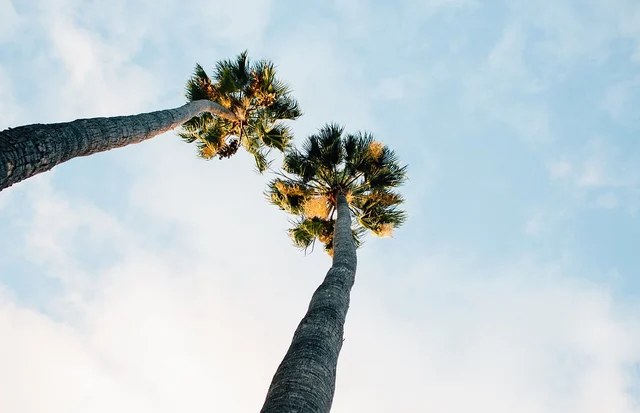 Palm Tree