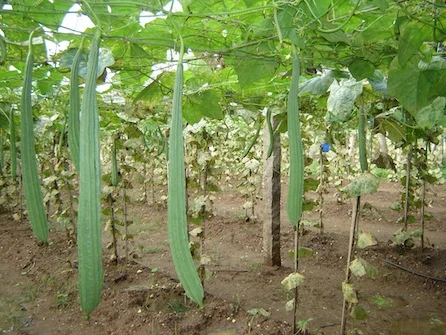Gourd