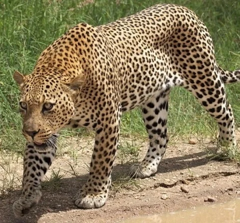Leopard