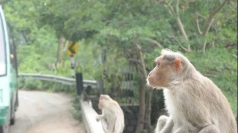 குரங்கு
