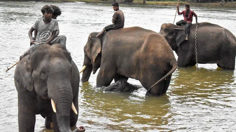 #WorldElephantDay