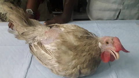 பூஞ்சி