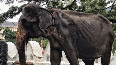 Elephant Tikiiri