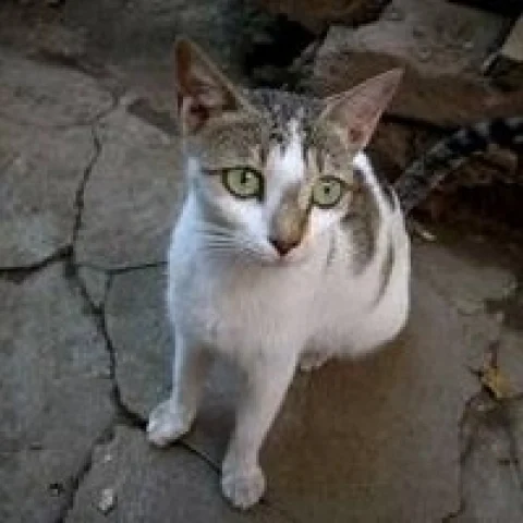 பூனை