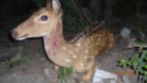 Deer