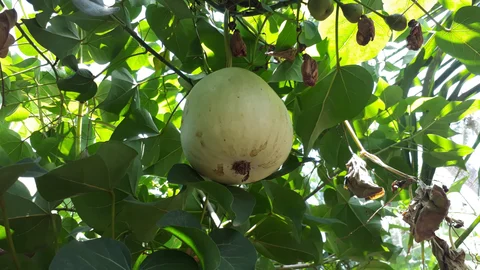 organic vegetable