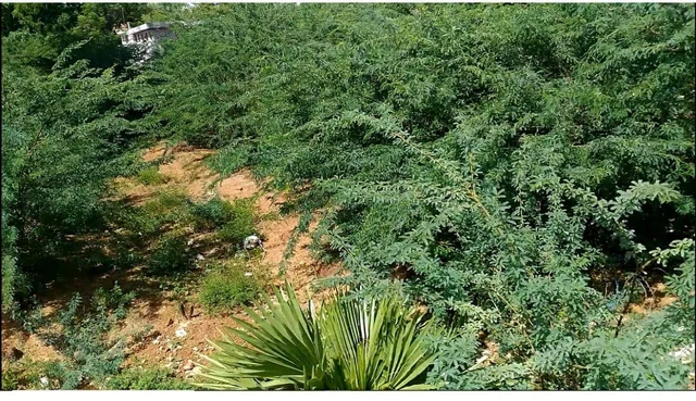 Veppankulam