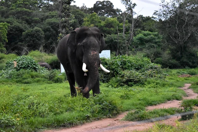 Elephant