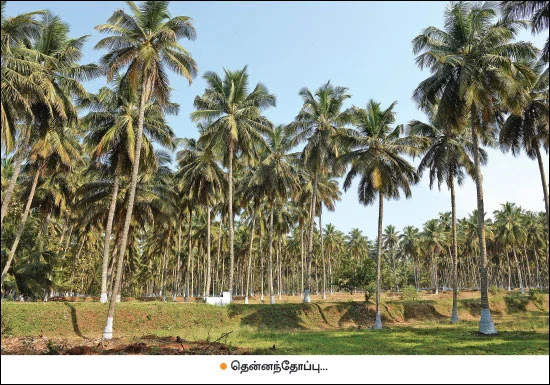 Coconut Trees