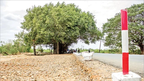 banyan tree