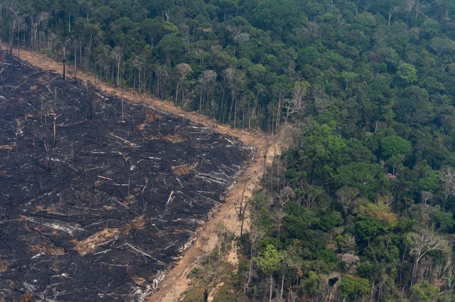 Amazon Fires