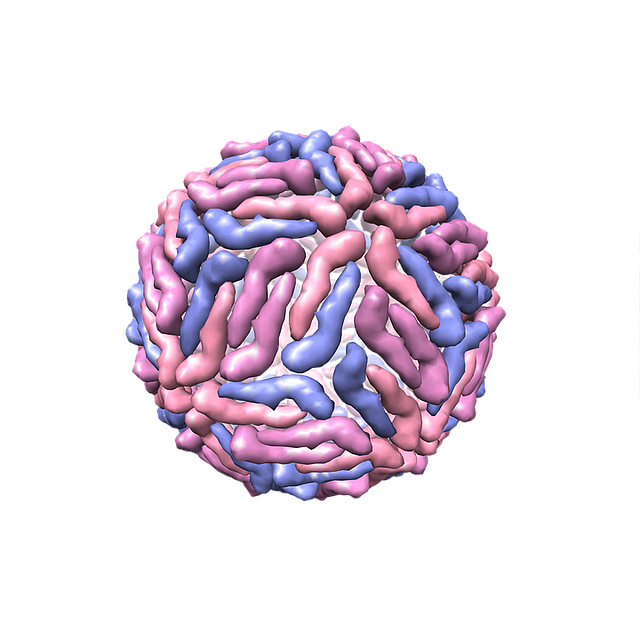 Dengu virus