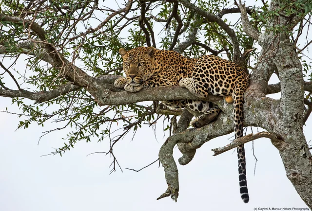 leopard