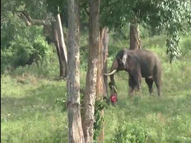 Mudumalai Kumki elephant Jhon