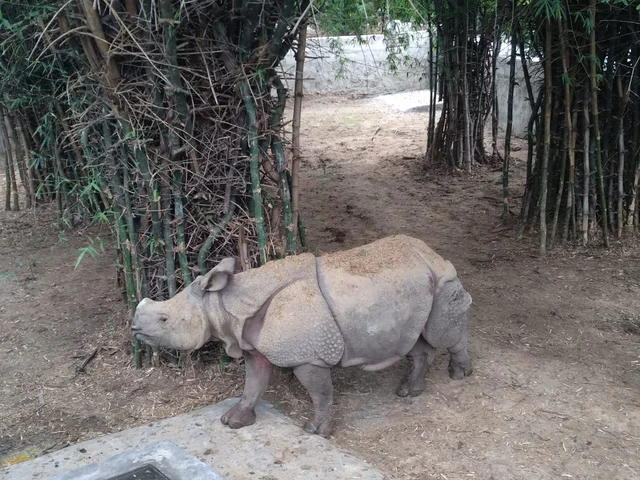 Rhinoceros, Vandalur Zoo