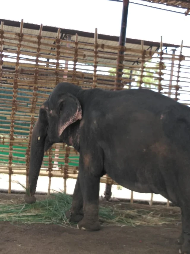 elephant
