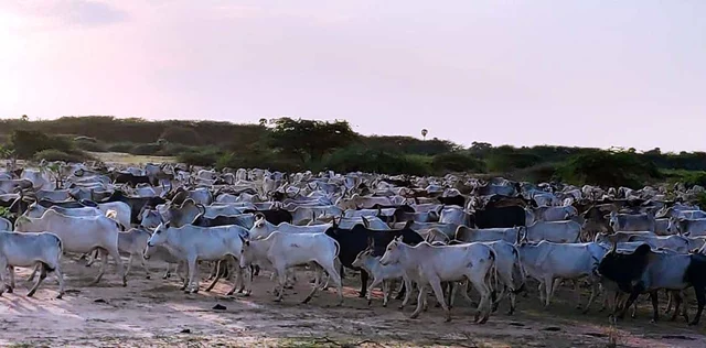 கோயில் மாடுகள்