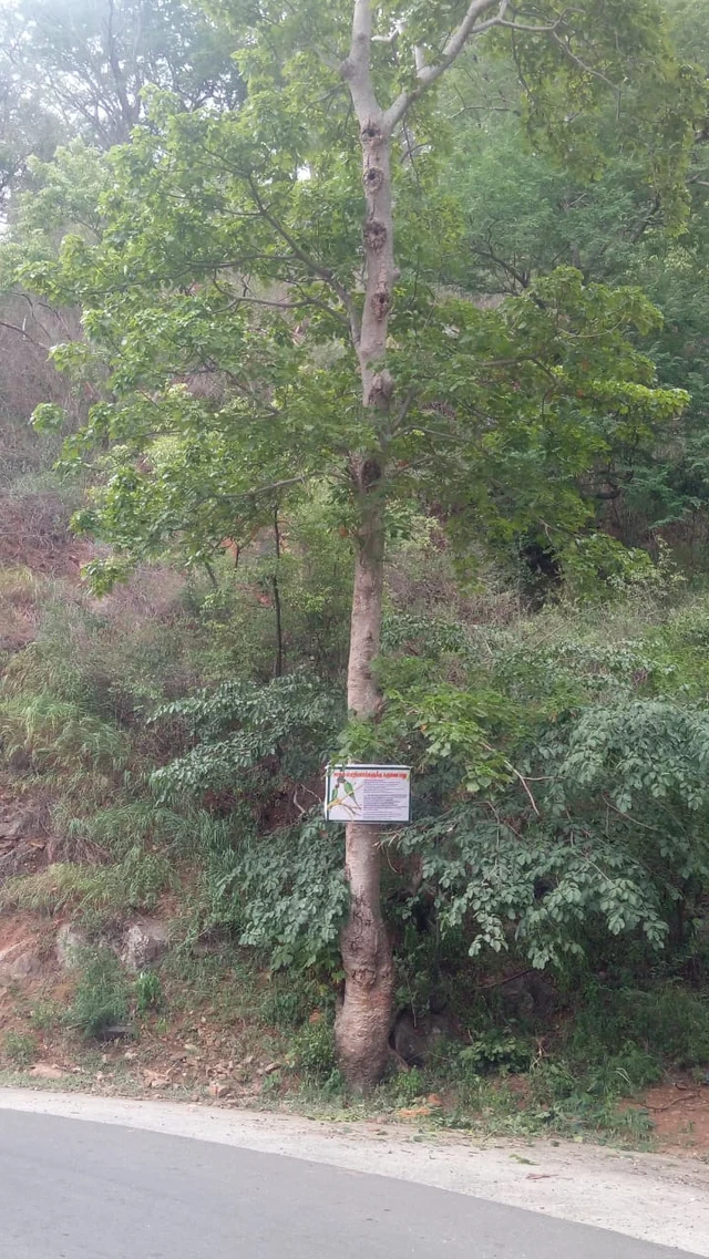 பஞ்சவர்ணக் கிளிக்காக மரத்தில் வைக்கப்பட்டிருக்கும் பேனர்