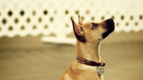 Dog - File Photo