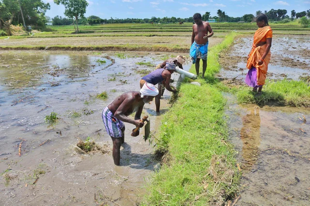 நெல் நாற்றுக்களை நடவுசெய்யும் விவசாயிகள்