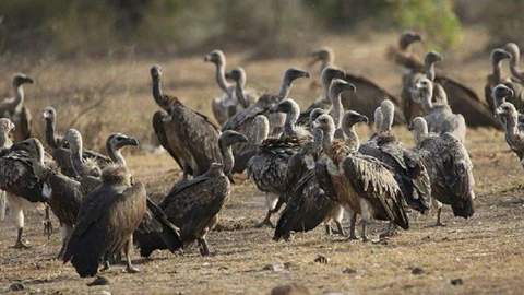 vulture