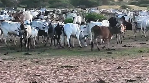 கோயில் மாடுகள்