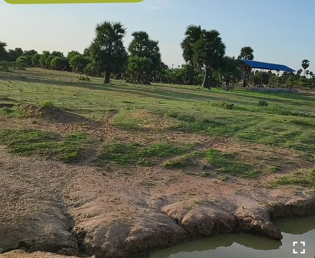 கோயில் மாடுகள்
