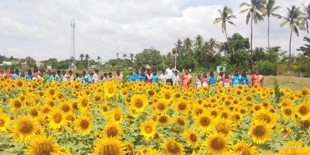 சூரிய காந்தி வயல்