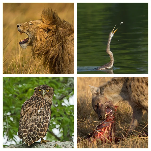 Animals