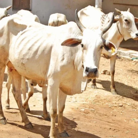 Cattle