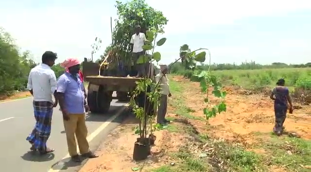 tree planting