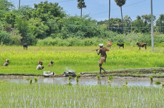 நெல் நாற்றுக்களை நடவுசெய்யும் விவசாயிகள்