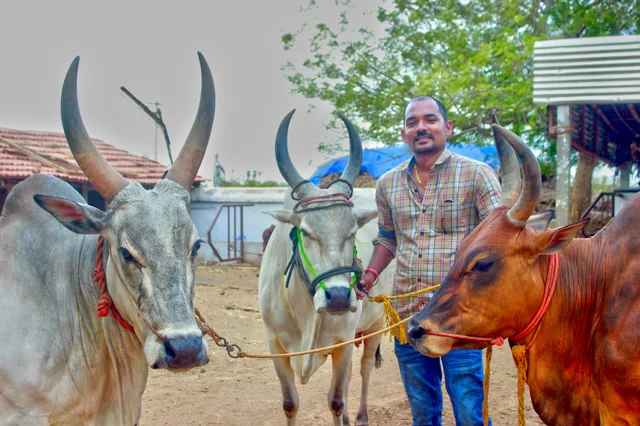 Saravana Prabhu and Cattles