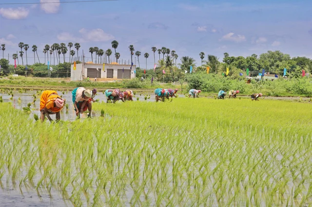 நெல் நாற்றுக்களை நடவுசெய்யும் விவசாயிகள்