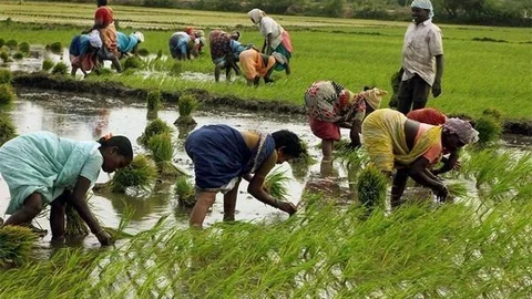 agriculture