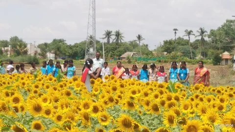 சூரியகாந்தி வயல்