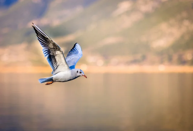 bird