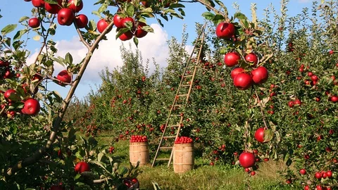 Apple Seed