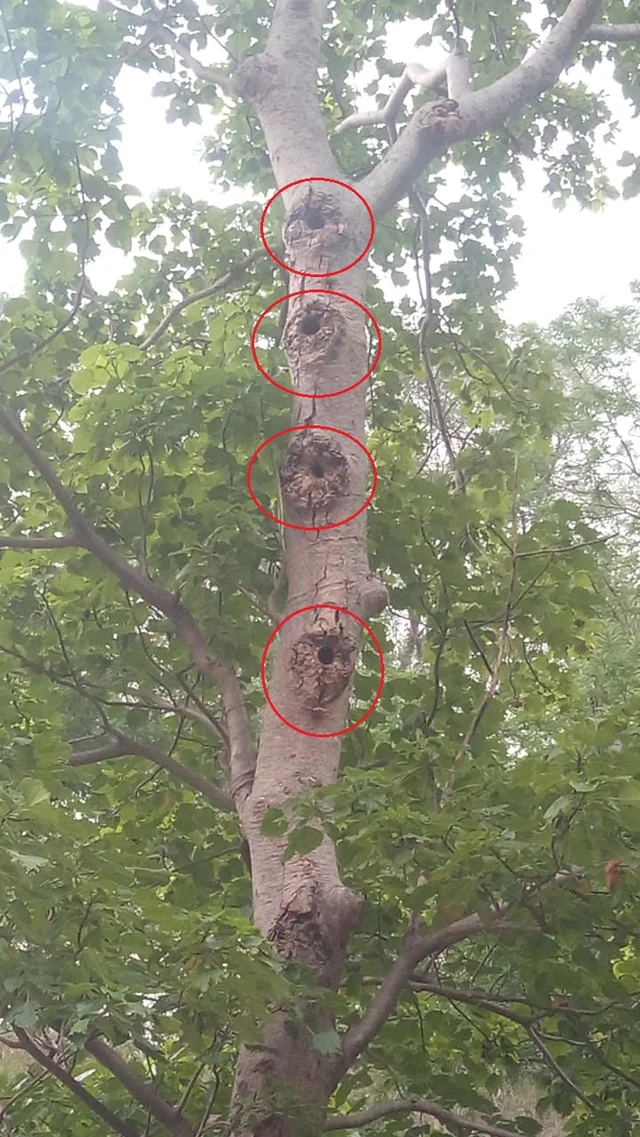 மரத்தில் வசிக்கும் பஞ்சவர்ணக்கிளிகள்