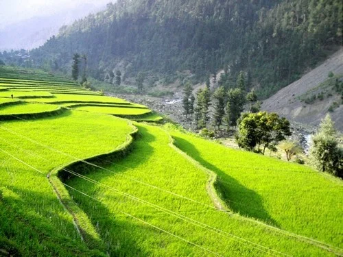 POK