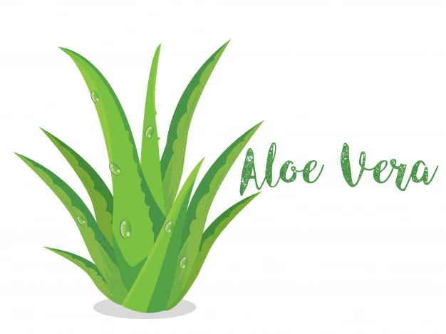 Aloe vera