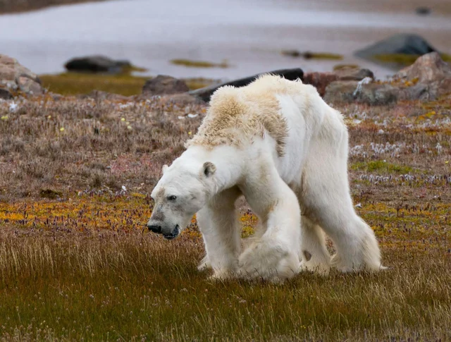 polar beers
